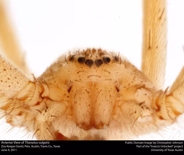Thanatus vulgaris