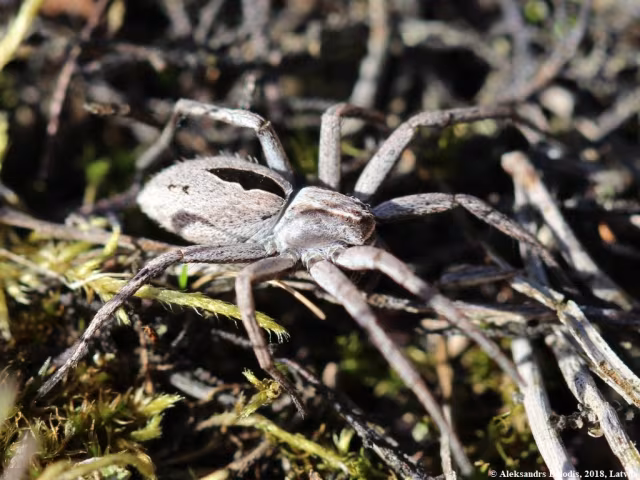 Thanatus formicinus