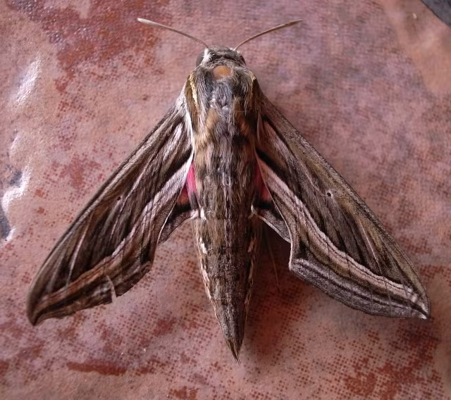 Hippotion celerio