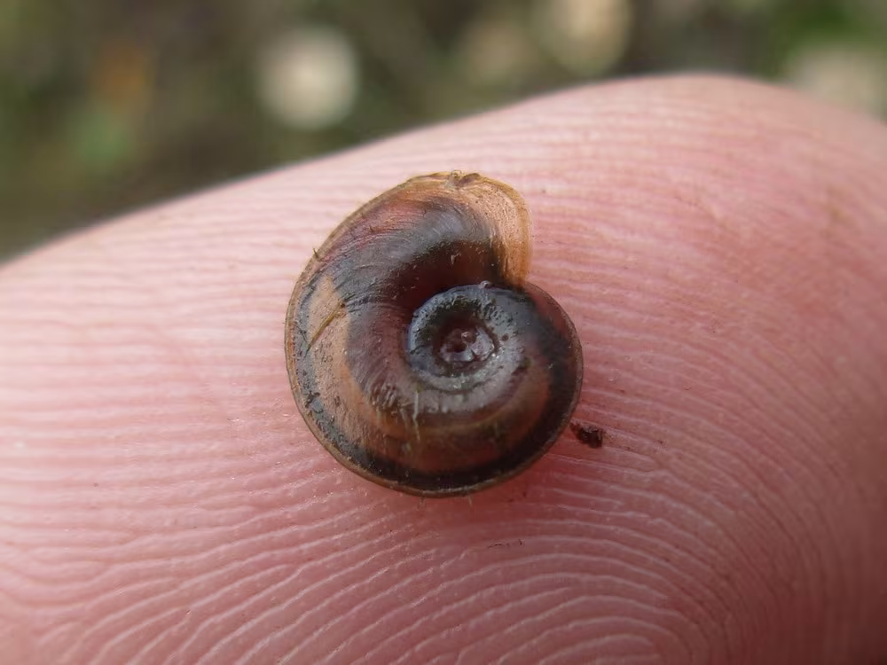 Planorbis carinatus
