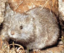 European Snow Vole
