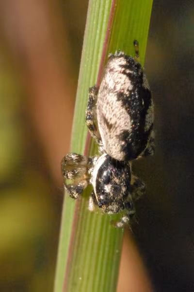 Salticus zebraneus