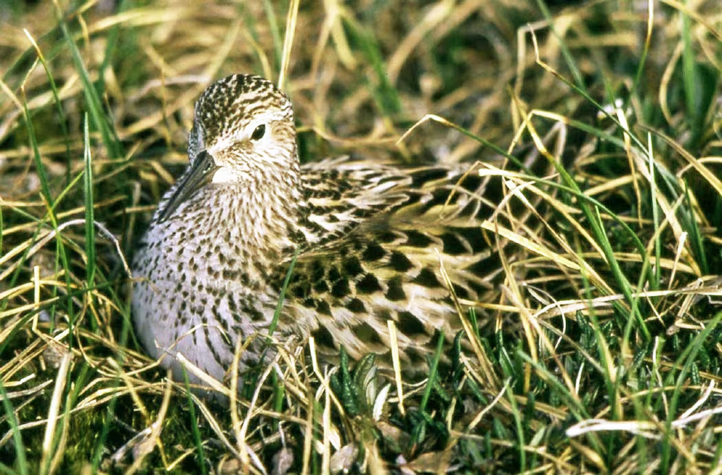 White-rumped Sandpiper