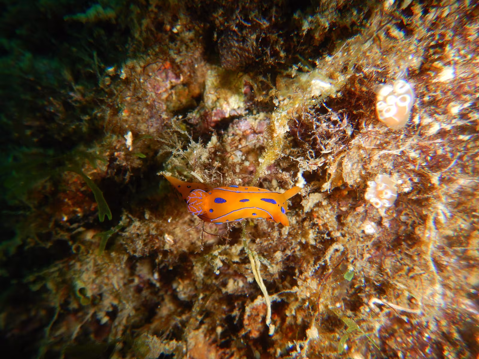 Polycera elegans