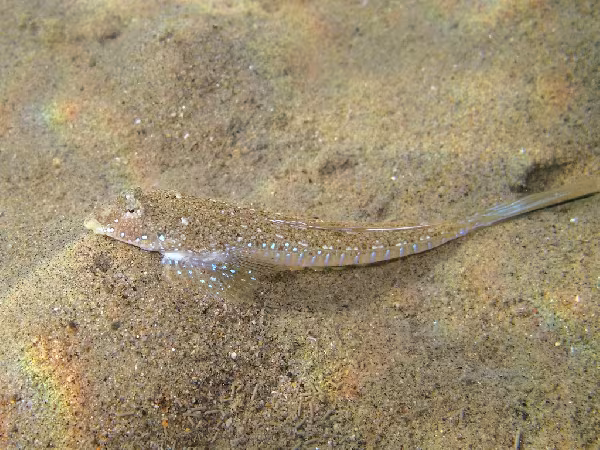 Sailfin Dragonet