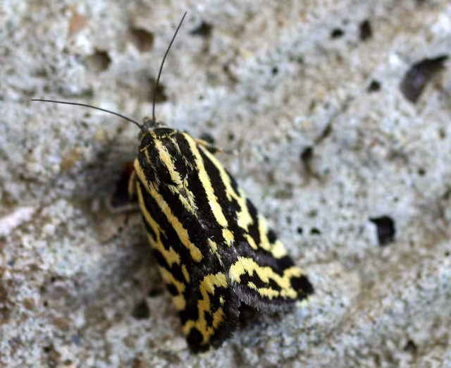 Nottua arlecchino