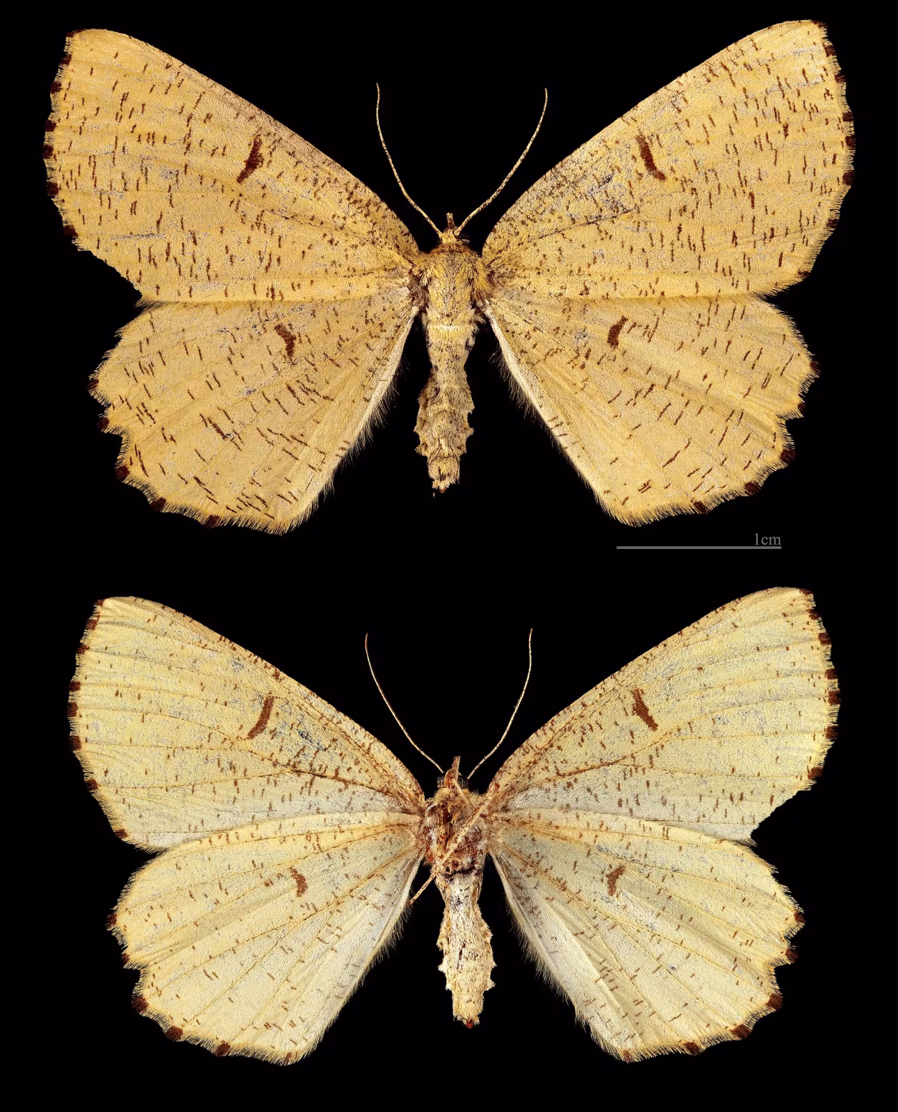 Angerona prunaria