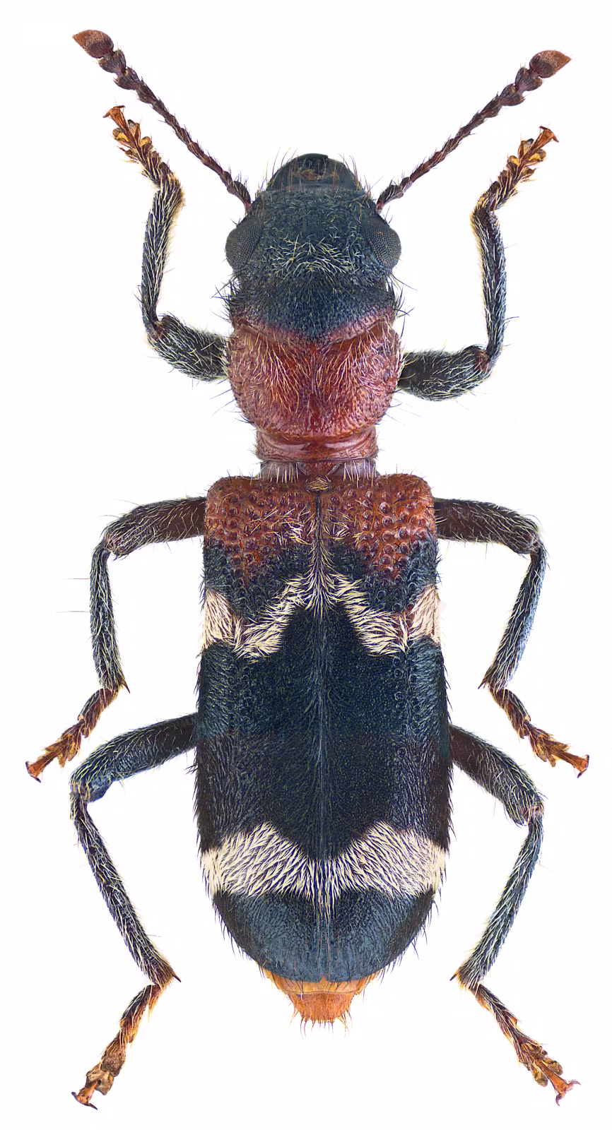 Thanasimus formicarius