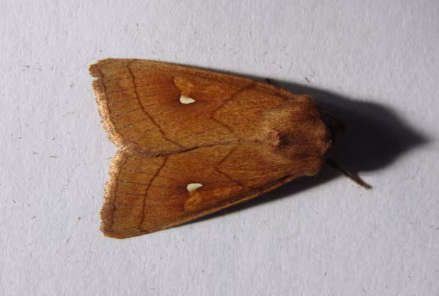 Mythimna conigera