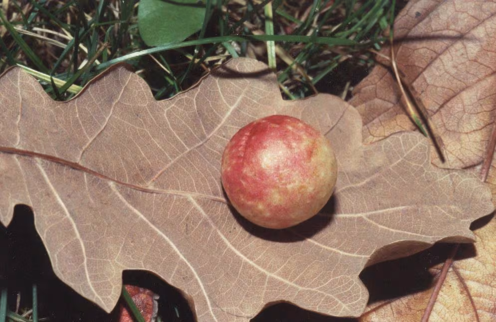 Cynips quercus