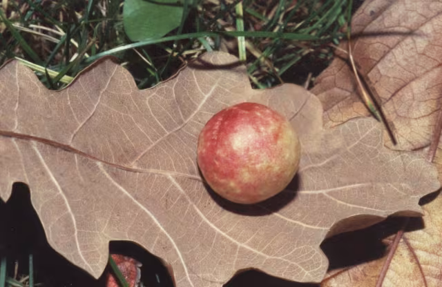 Cynips quercus