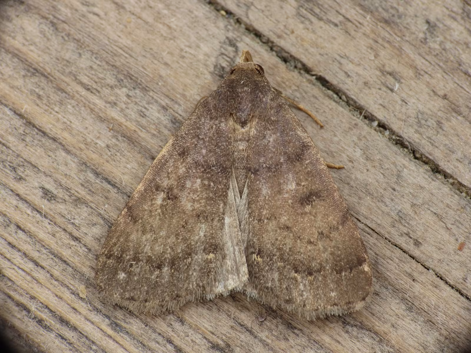 Nodaria nodosalis