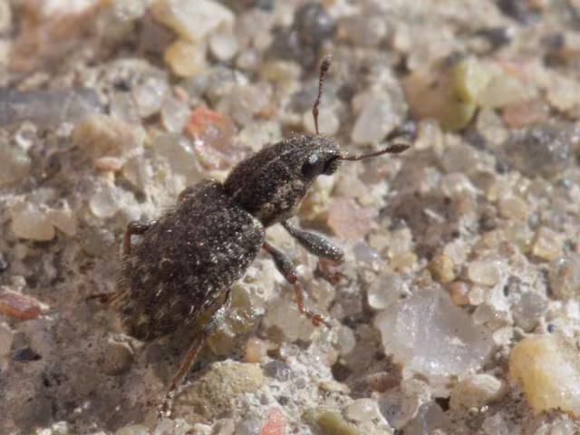 Sitona hispidulus