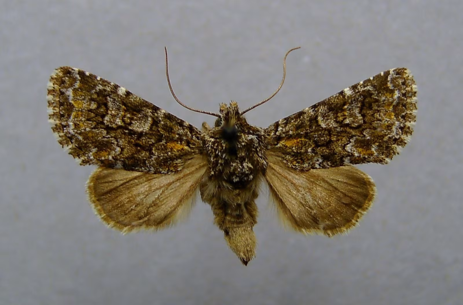 Hadena filograna
