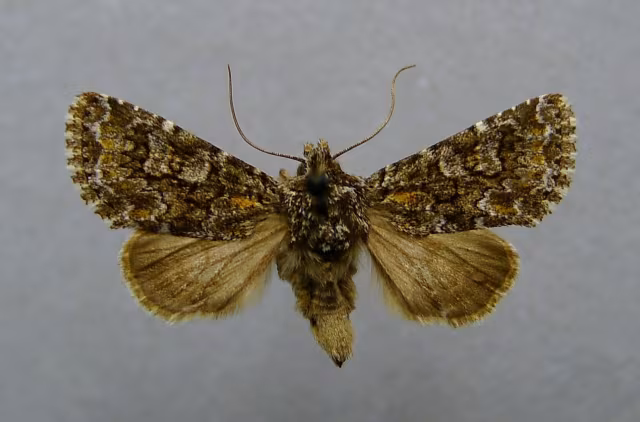 Hadena filograna