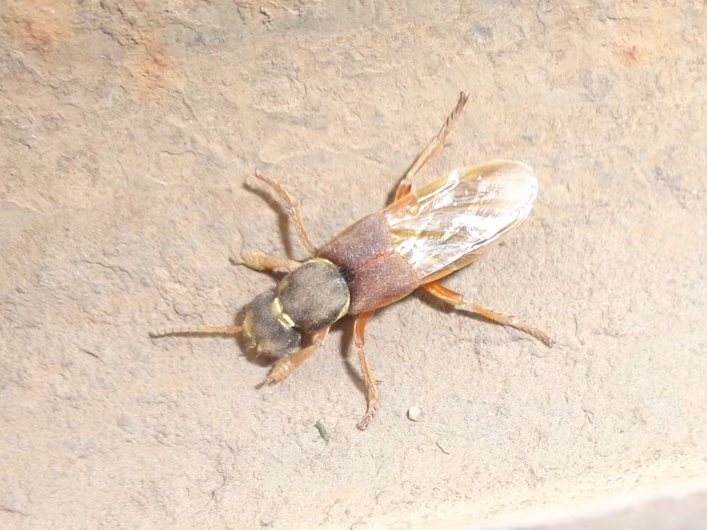 Staphylinus dimidiaticornis