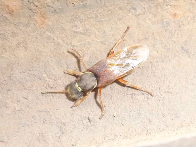Staphylinus dimidiaticornis