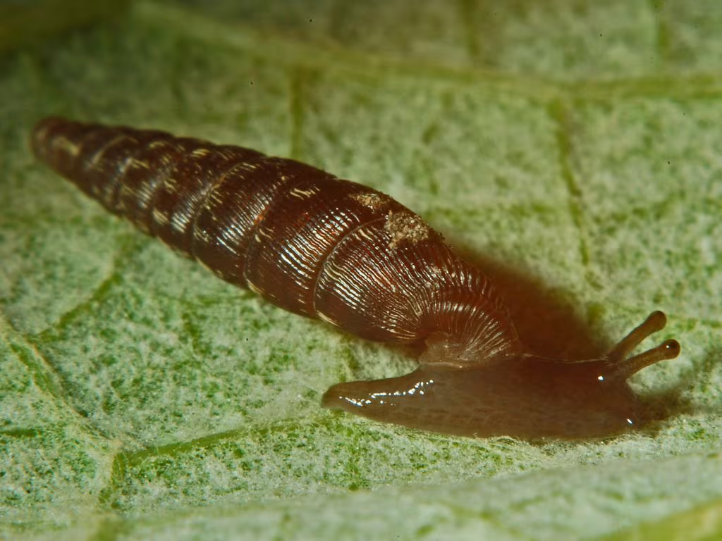 Clausilia bidentata
