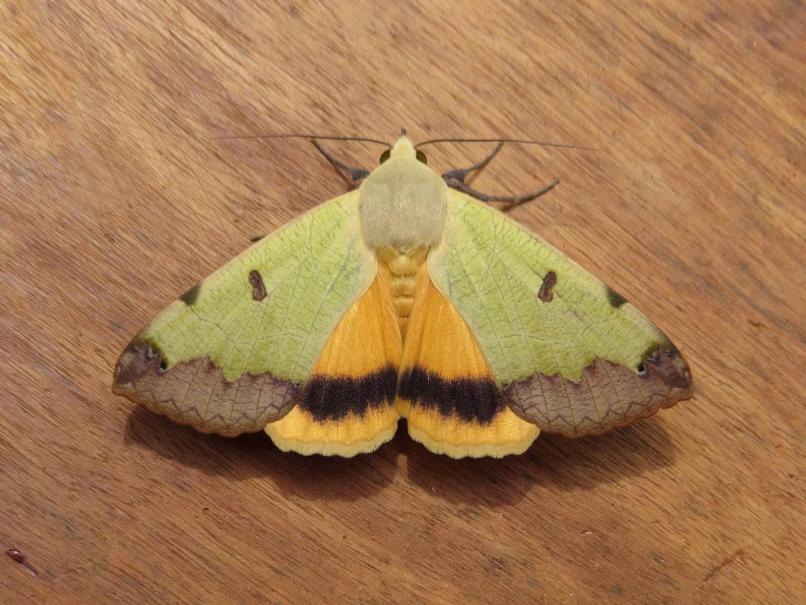 Ophiusa tirhaca