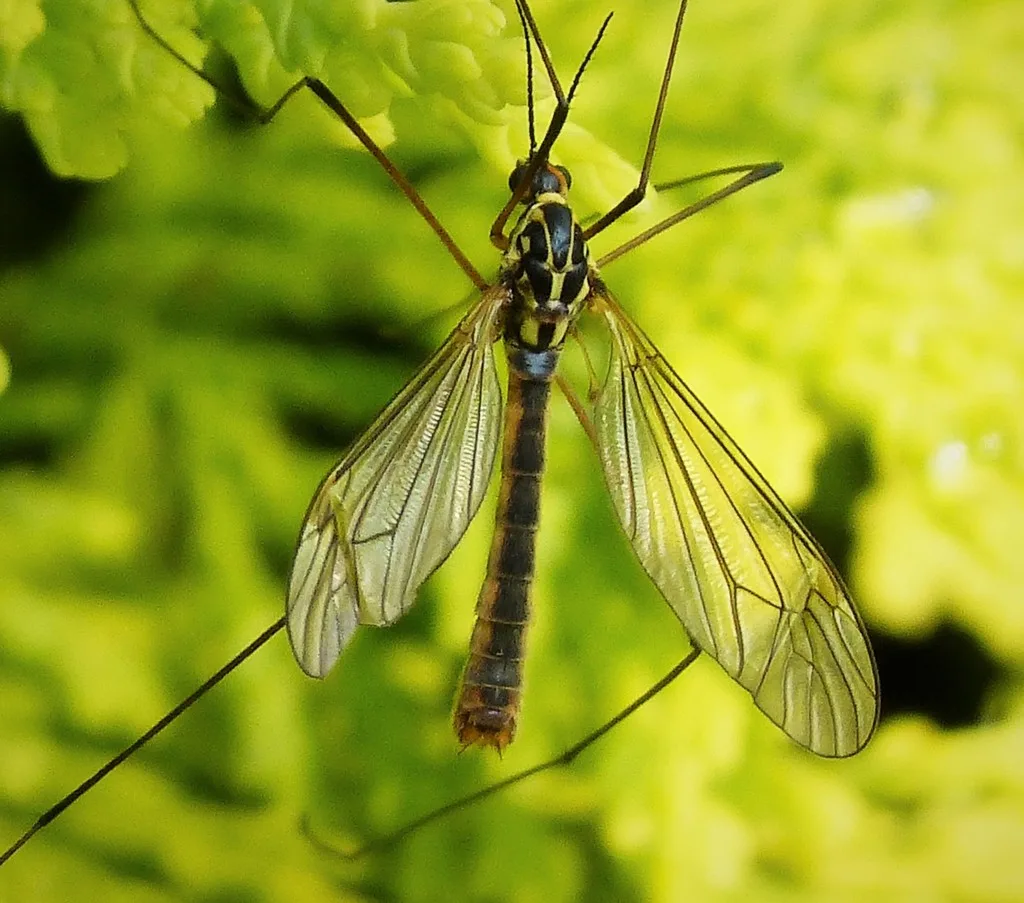 Nephrotoma appendiculata