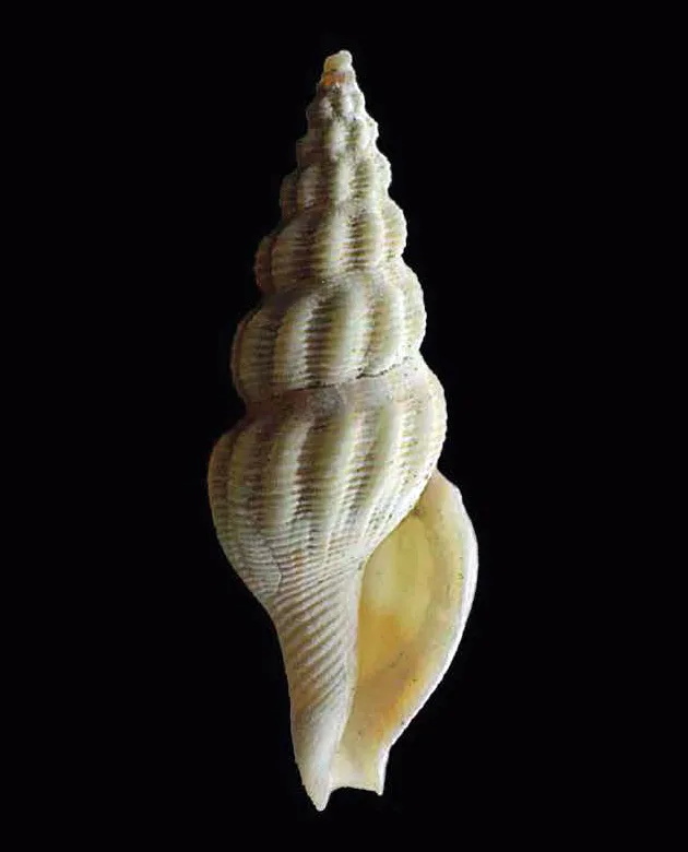 Pleurotomoides gracilis