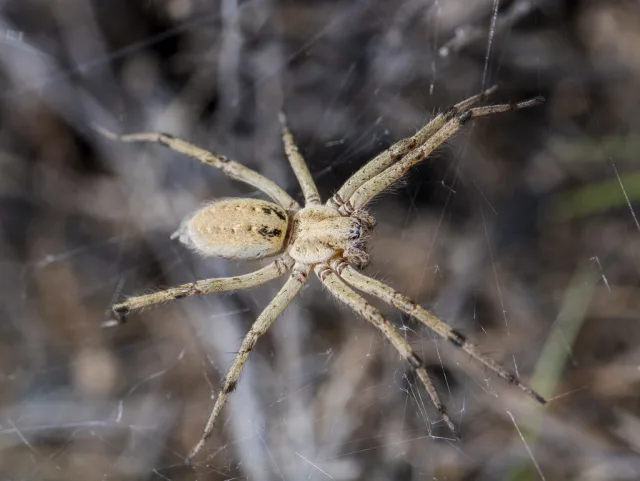 Agelena orientalis