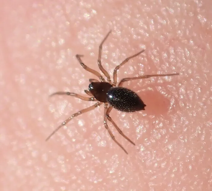 Trichoncoides piscator