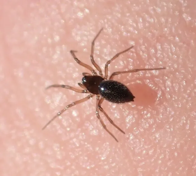 Trichoncoides piscator