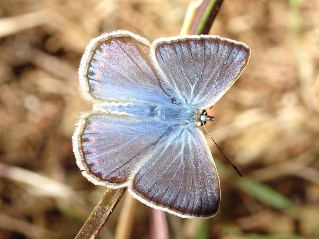 Polyommatus celina