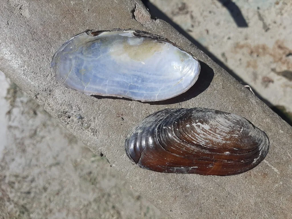Microcondylaea bonellii