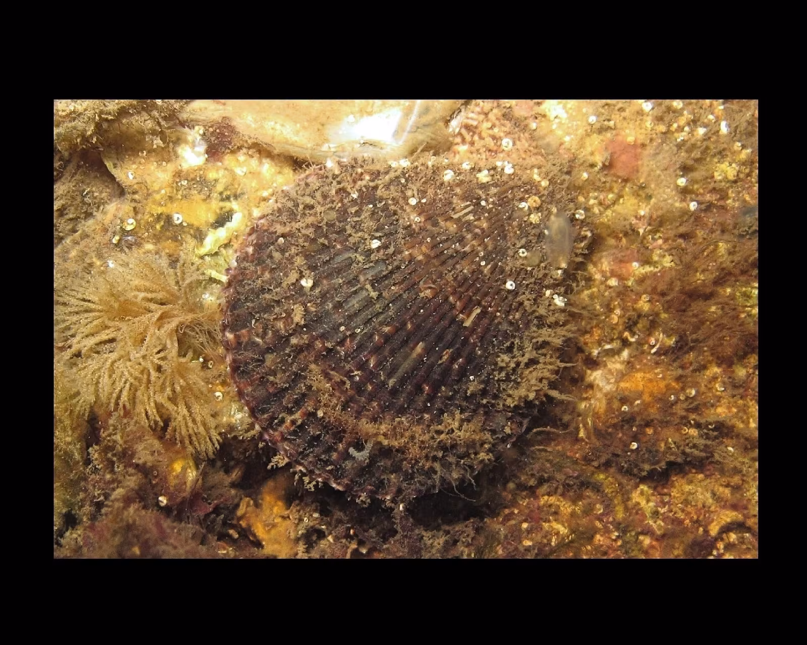 Variegated Scallop
