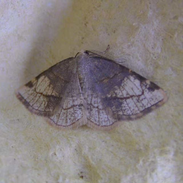 Stegania trimaculata