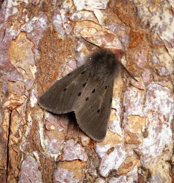 Diaphora mendica