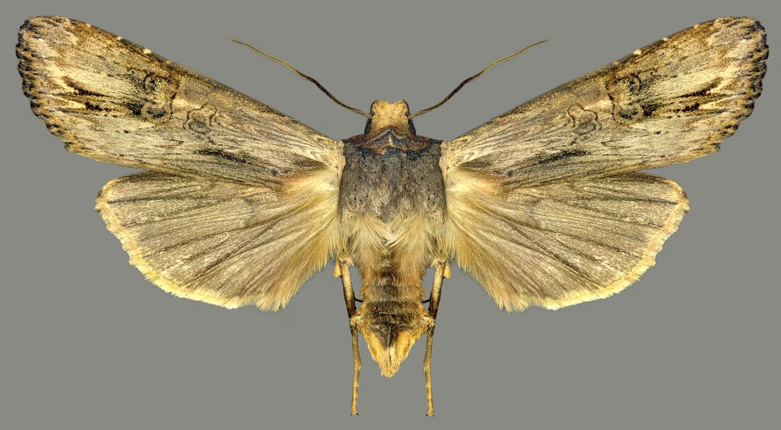 Xylena exsoleta