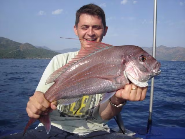 Dentex gibbosus
