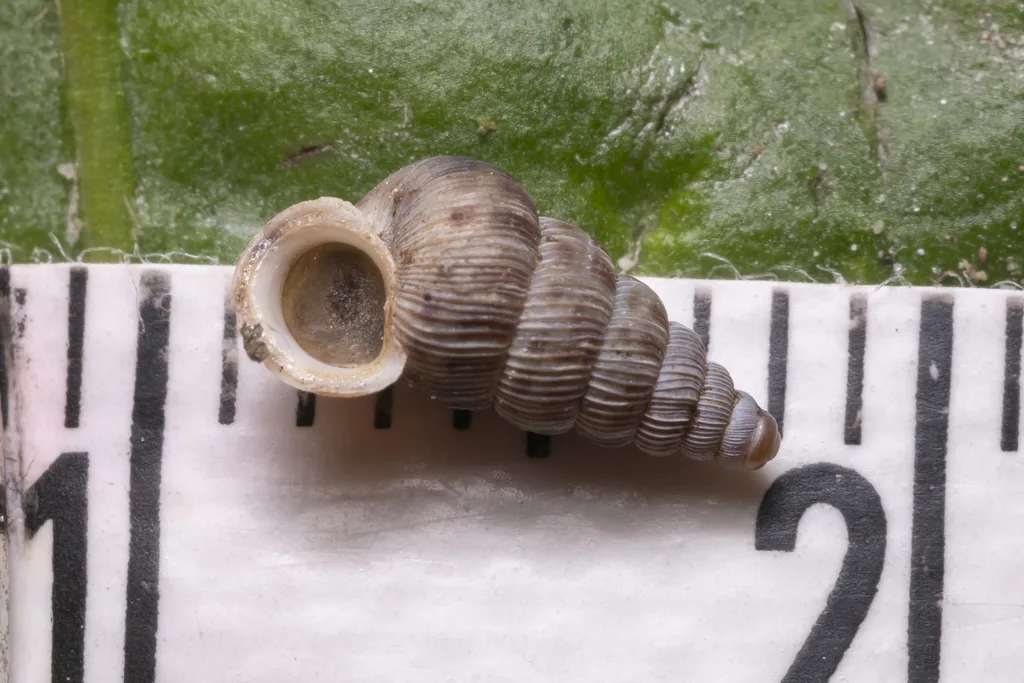 Small Cochlostoma