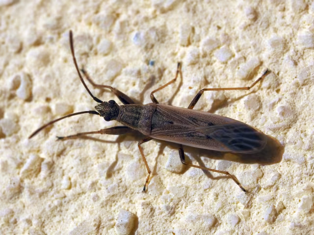 Paromius gracilis