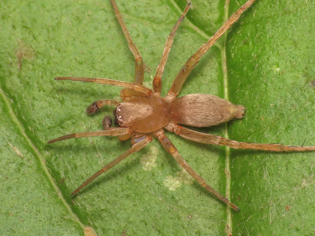 Clubiona terrestris