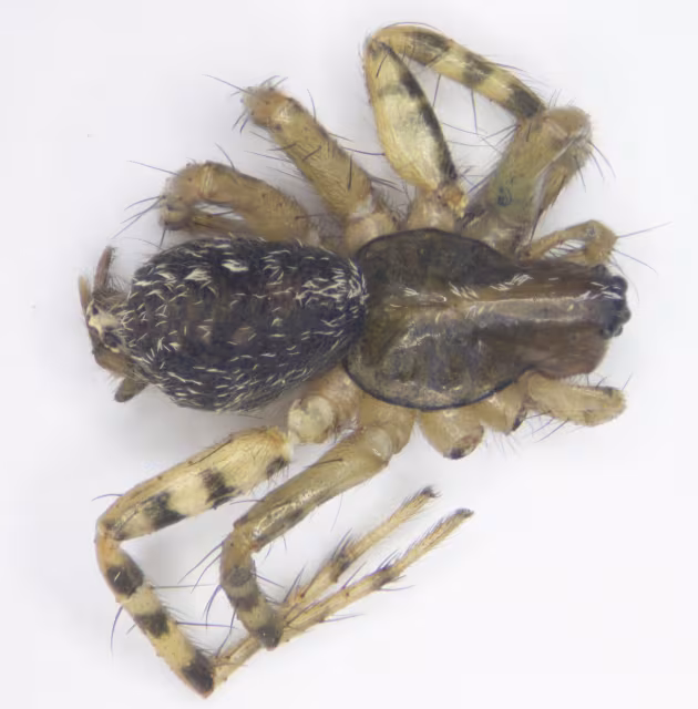 Maimuna vestita