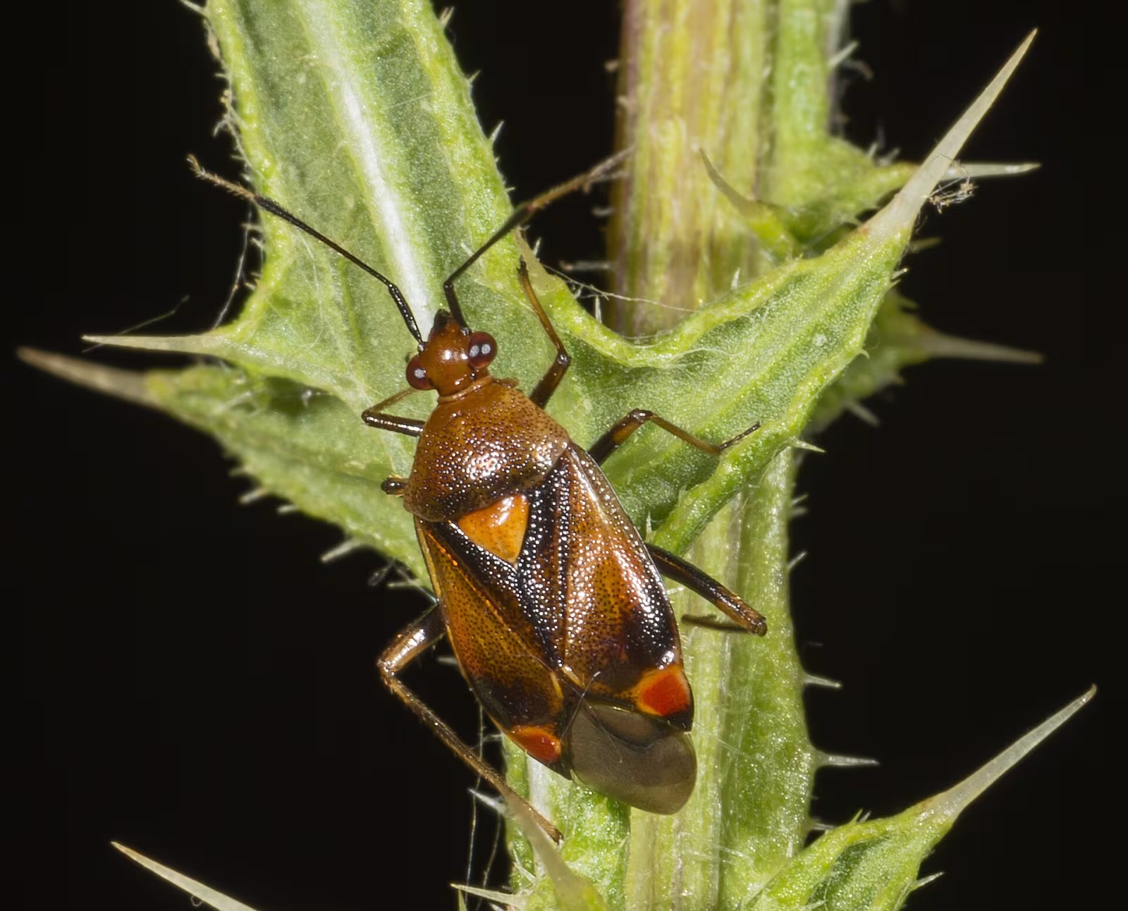 Red-spotted Plant Bug