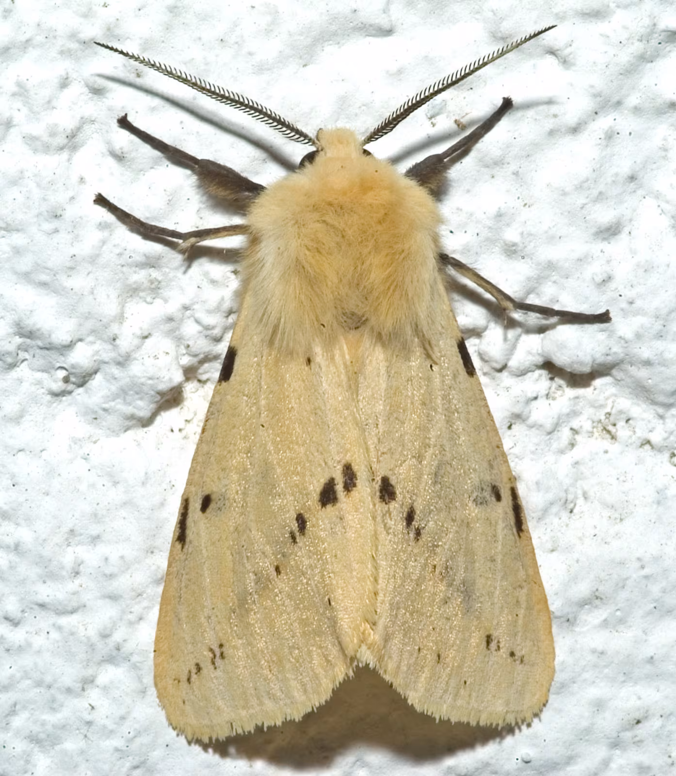 Spilosoma lutea