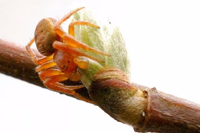Philodromus rufus