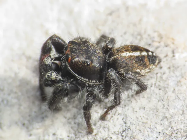 Pellenes lagrecai