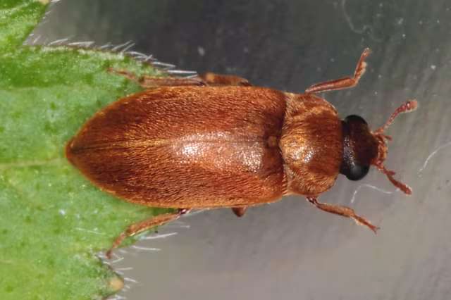 Byturus ochraceus