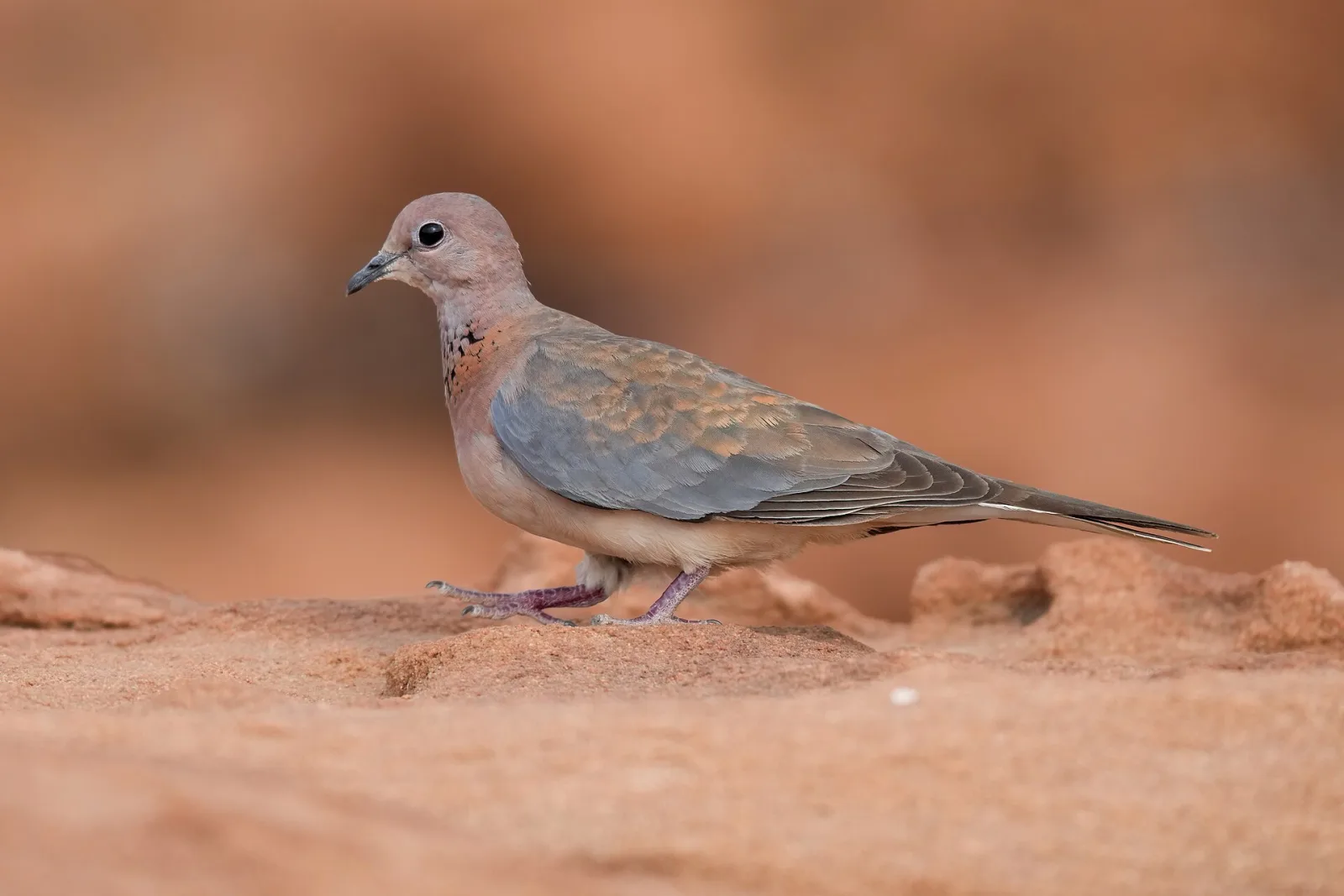 Laughing Dove