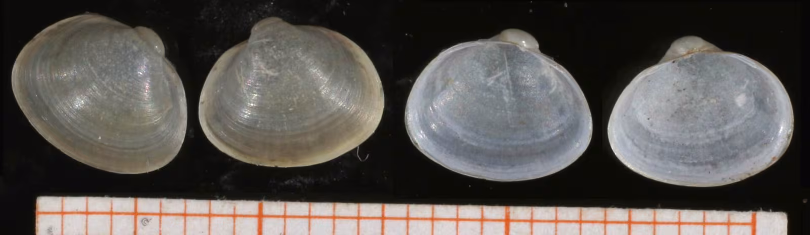 Vongola sfera lacustre