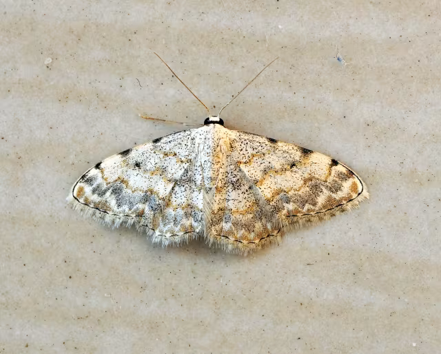 Scopula submutata