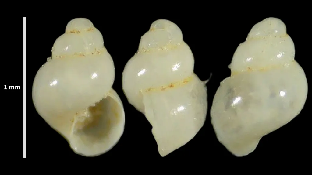 Rissoella diaphana