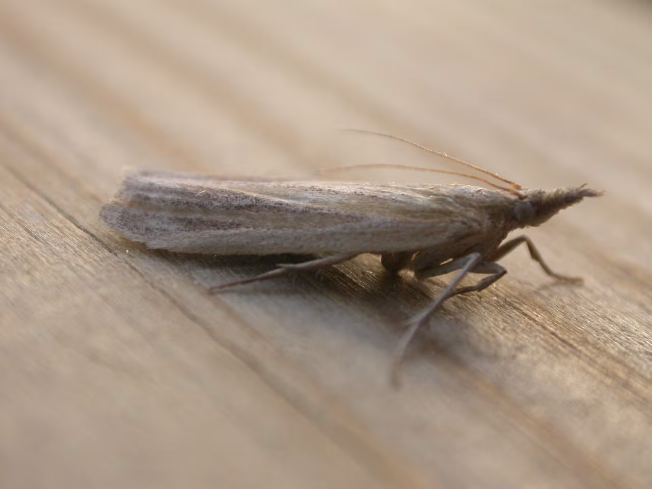Ematheudes punctella