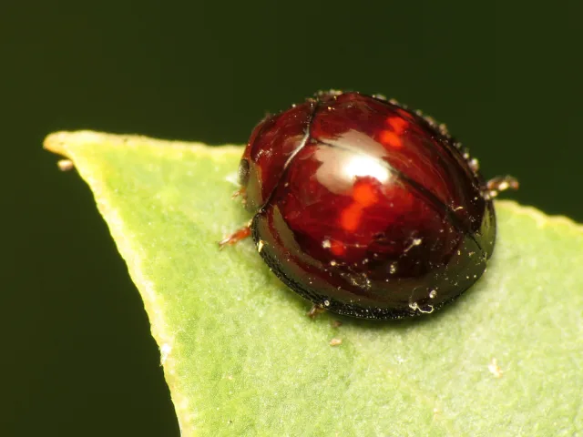 Chilocorus bipustulatus